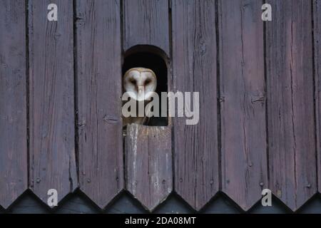 Hibou de la grange commune devant la boîte de nidification Banque D'Images