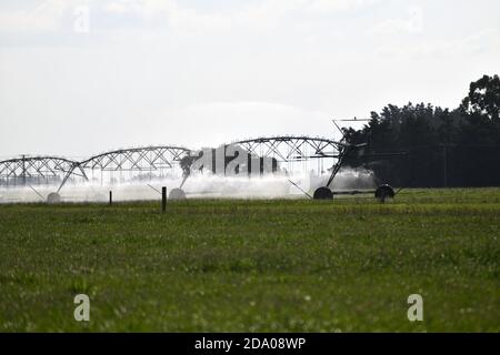 Irrigation saupoudrer eau pâturage laitier à Canterbury, en Nouvelle-Zélande, où l'approvisionnement en eau est devenu une question controversée Banque D'Images