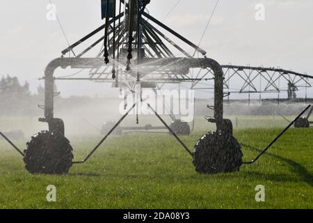 Irrigation saupoudrer eau pâturage laitier à Canterbury, en Nouvelle-Zélande, où l'approvisionnement en eau est devenu une question controversée Banque D'Images