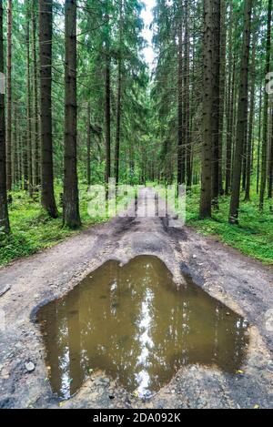 Route rurale boueuse avec une grande flaque dans les bois Banque D'Images