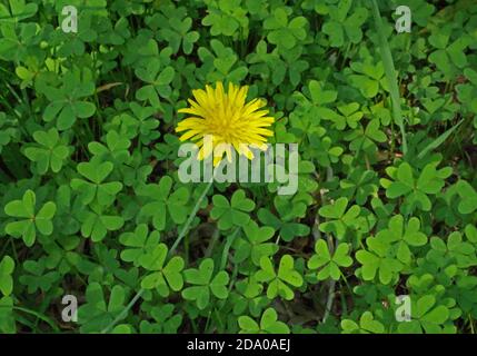 Marguerite jaune isolée dans un pré de trèfle Banque D'Images