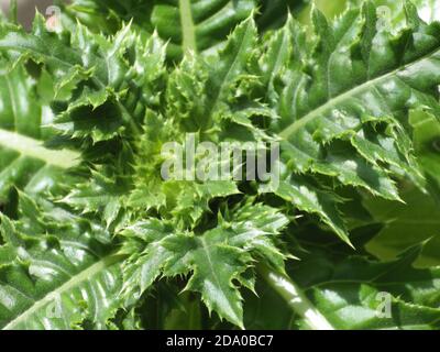 Gros plan de feuilles vertes d'une plante mature Banque D'Images