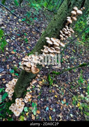 Les agarics de miel poussent dans la forêt sur un arbre Banque D'Images
