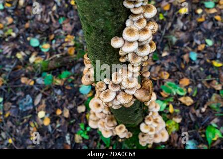 Les agarics de miel poussent dans la forêt sur un arbre Banque D'Images