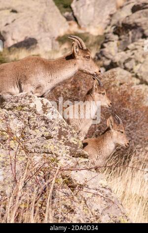 P.N. de Guadarrama, Madrid, Espagne. Vue verticale de la chèvre de montagne sauvage femelle avec deux bébés chèvres dans le paysage rocheux d'été. Banque D'Images