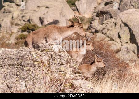 P.N. de Guadarrama, Madrid, Espagne. Chèvre de montagne sauvage femelle avec deux bébés chèvres dans le paysage rocheux d'été. Banque D'Images