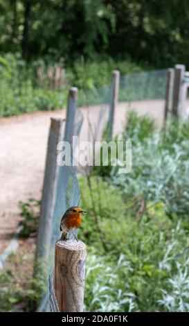 Beurin européen, erithacus rubecula, avec un bec rempli de vers et d'insectes. Banque D'Images