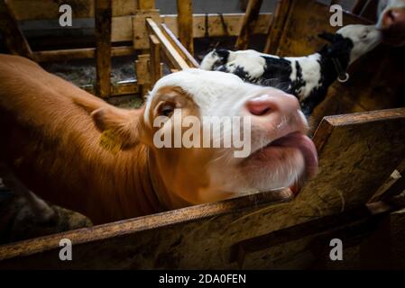 Le veau de bétail Simmental dans le cow-shed regarde dans la caméra et coincé hors de sa langue, Ackernalm, Tyrol, Autriche Banque D'Images