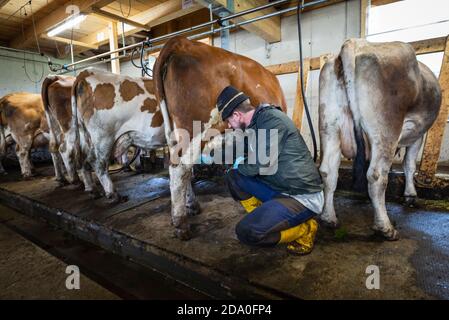 L'agriculteur relie la machine à traire aux tétines sur le pis d'une vache laitière, Ackernalm, Tyrol, Autriche Banque D'Images