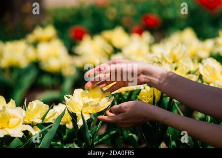 Gros plan de belles mains féminines tenant une branche d'arbre fruitier et de fleurs en fleur. Arrière-plan de printemps délicat. Banque D'Images