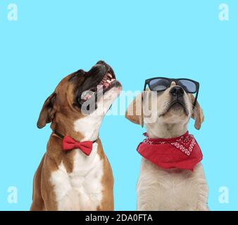 Happy Boxer portant un noeud papillon tout en regardant vers le haut et cool Labrador Retriever portant des lunettes de soleil et du bandana sur fond bleu Banque D'Images