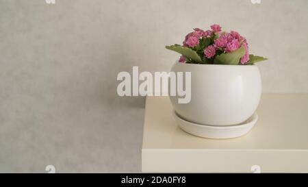 Fleurs de Kalanchoe dans un pot. Fleurs de Kalanchoe rose dans un pot sur fond blanc Banque D'Images