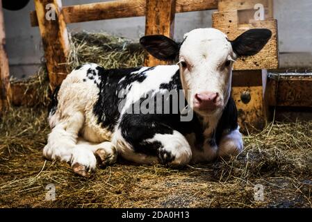 Un veau tacheté noir et blanc d'une semaine se trouve en paille sur le sol d'une grange à vaches, Ackernalm, Tyrol, Autriche Banque D'Images