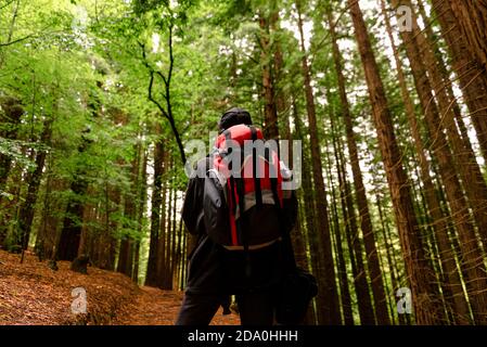 Vue arrière angle bas de touriste anonyme avec sac à dos debout Sur la piste dans les bois de Monte Cabezon Monument naturel de Sequoias en Cantabrie et à admir Banque D'Images