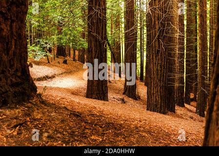 Arbres géants en pente dans le monument naturel de Monte Cabezon De Sequoias en Cantabrie Banque D'Images