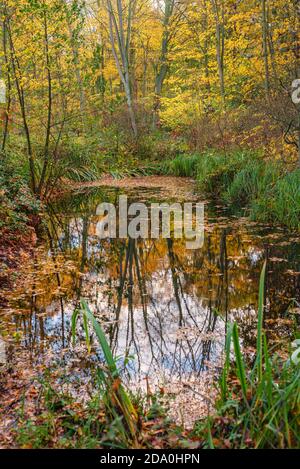 Les arbres avec le feuillage d'automne entourent un petit étang et se reflètent dans l'eau. Il y a des roseaux au premier plan. Banque D'Images