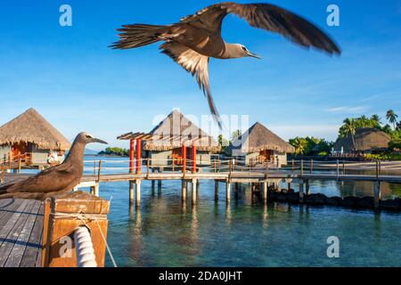 Coucher de soleil au Meridien Hotel sur l'île de Tahiti, Polynésie française, Tahiti Nui, Iles de la Société, Polynésie française, Pacifique Sud. Banque D'Images