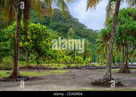 Site archéologique et Marae temple à Maeva, Huahine, îles de la société, Polynésie Française, Pacifique Sud. Banque D'Images