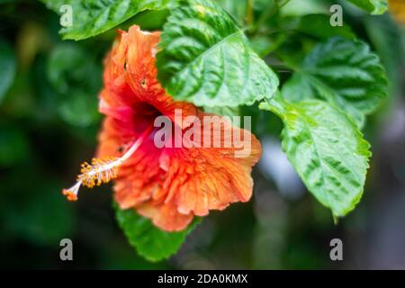 Une image en gros plan d'un rouge lumineux fleurs tropicales à Moorea, Polynésie Française Banque D'Images