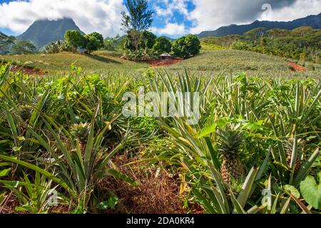 Une ferme d'ananas sur l'île de Moorea, avec des montagnes qui s'élèvent au loin. Polynésie française, Iles de la Société, Pacifique Sud. Cook's Bay. Banque D'Images