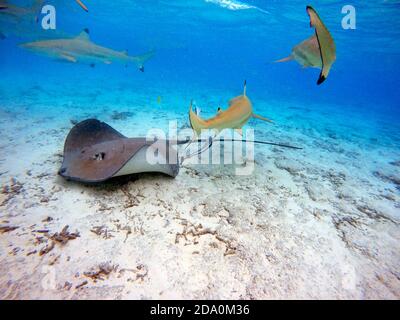 Touristes lors d'une excursion de plongée avec tuba pour voir les requins à bout noir et les raies dans les eaux peu profondes du lagon de Bora Bora, Moorea, Polynésie française, Banque D'Images