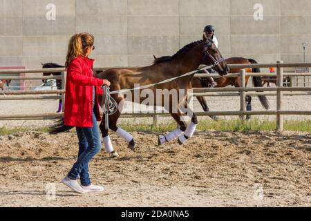 Femme en blouson rouge faisant du travail de terrain avec son cheval de dressage andalou de châtaignier. Galopant. Banque D'Images