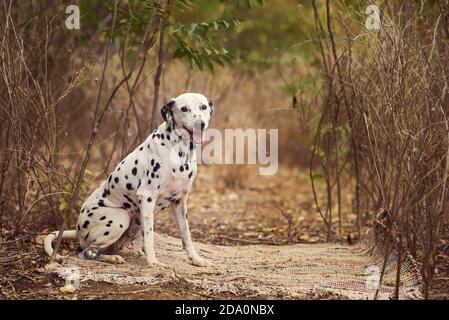 Chien dalmatien de race drôle assis sur un tapis près de l'herbe sèche dans la nature en journée Banque D'Images