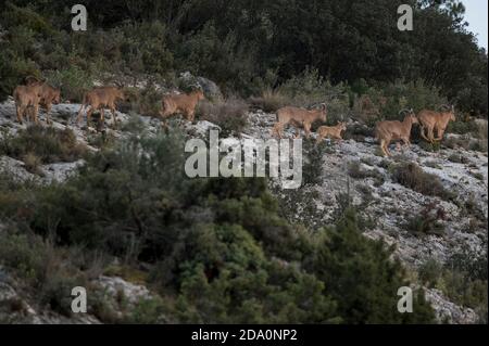 Troupeau de moutons barbares grimpant sur le flanc rocailleux avec des buissons et arbustes le jour Banque D'Images