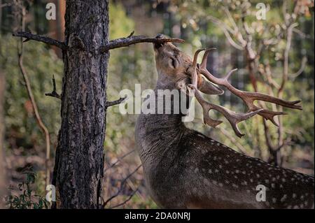 Jeune cerf sauvage paisible avec des taches paître dans la forêt sur fond flou de plantes vertes et de bois Banque D'Images