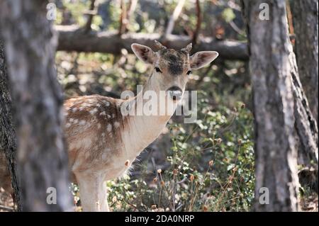 Cerf de Virginie sauvage avec cornes debout dans la forêt entre les deux arbustes et arbres le jour ensoleillé Banque D'Images