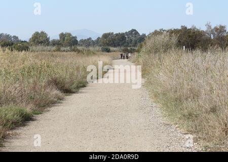 Chemin à travers le paysage de Guadalhorce rivière estuaire nature réserve, Málaga, Andalousie, Espagne. Banque D'Images