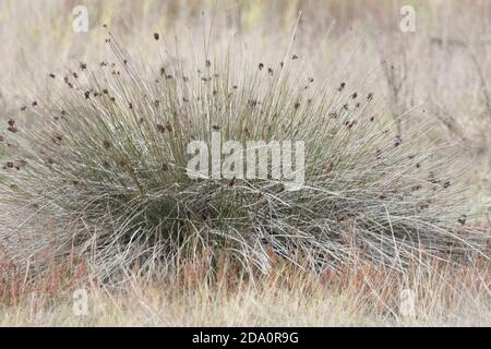 Juncus acutus, la pointe épineuse, la pointe vive ou la pointe pointue. Réserve naturelle de Guadalhorce, Málaga, Andalousie, Espagne. Banque D'Images