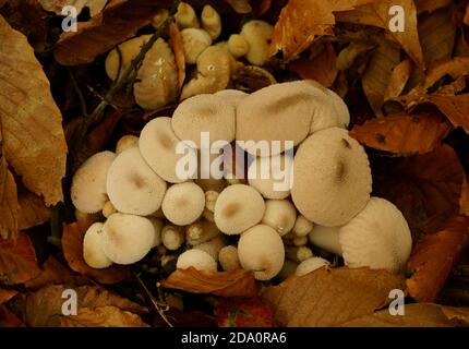 Champignons communs Lycoperdon perlatum en croissance au Royaume-Uni. Banque D'Images