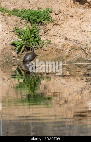 Tortue gophante sauvage de Floride ou Gopherus polyphemus rampant sur sable rive de l'étang dans la nature Banque D'Images