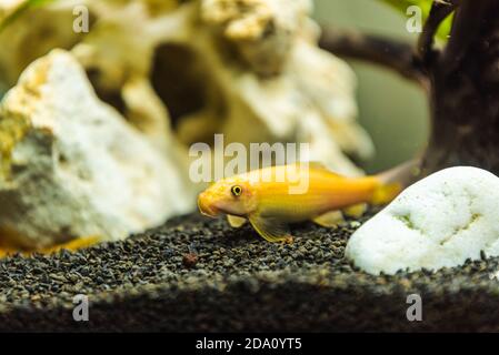 Jaune chinois algaey eater - Gyrinocheilus en fishtank nettoyage fond du réservoir Banque D'Images