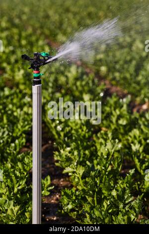Système d'irrigation moderne arrosage des plantes vertes en pleine croissance sur le terrain agricole dans la campagne le jour ensoleillé Banque D'Images