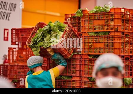 Des travailleurs anonymes en uniforme mettant des récipients en plastique avec de la laitue fraîche en piles sur la ferme agricole Banque D'Images