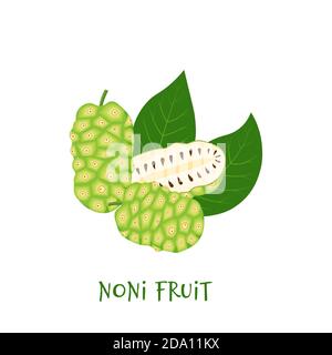 Morinda citrifolia, fruit noni et ses feuilles, superalimentation isolée sur fond blanc dans un bol. Aliments biologiques sains. Illustration de dessin animé vectoriel Illustration de Vecteur