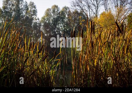 Une tache de queue dans le soleil de la fin de l'automne. Banque D'Images