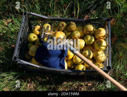 Dispositif de cueillette de fruits à l'ancienne pour cueillir des fruits à la main et Caisse en plastique pleine de pommes biologiques jaunes pendant l'agriculture automnale activité Banque D'Images