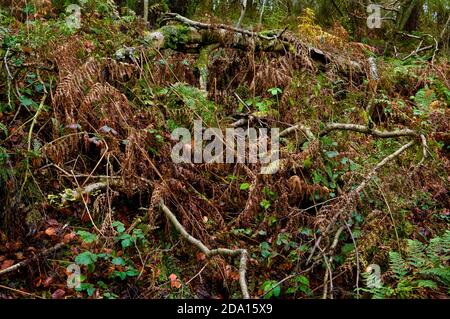 Branches enchevêtrées, briques et végétation dense dans la plantation Blacka, ancienne forêt près de Sheffield. Banque D'Images