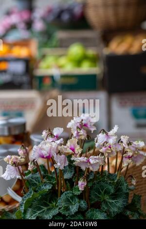 plantes et fleurs de cyclamen rouge en vente dans un centre de grden vendant des fleurs, des plantes et des arbustes Banque D'Images