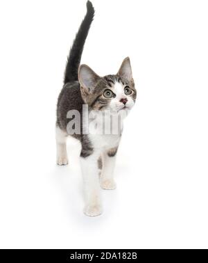 Mignon bébé tabby chaton pose dpwm isolé sur fond blanc Banque D'Images