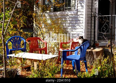 Chat assis sur une souche d'arbre dans un jardin à l'avant qui donne sur l'automne avec des chaises lumineuses et une table. Ottawa, Ontario, Canada. Banque D'Images