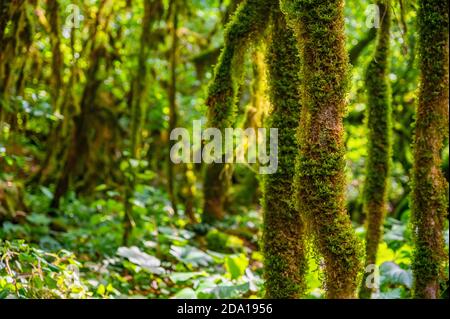 Gros plan de la mousse qui pousse sur les branches des arbres. Banque D'Images