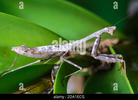 Gros plan d'un Mantis de Caroline (Stagmomantis carolina). Texas, États-Unis. Banque D'Images