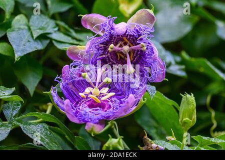 Belle Passionflowers pourpre (Passiflora incarnata), ou Maypop. Texas, États-Unis. Banque D'Images