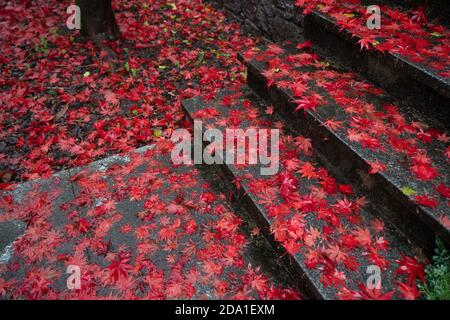 Prise de vue en grand angle des marches couvertes de pluie et de japonais feuilles d'érable dans un parc Banque D'Images