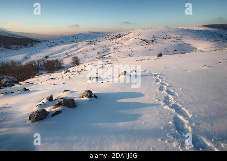 Traces de randonneur avec des empreintes de raquettes sur la neige en hiver Nebrodi Park, Sicile Banque D'Images