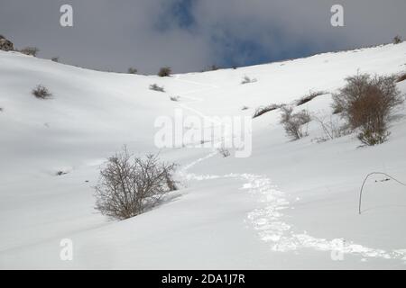 Traces de randonneur avec des empreintes de raquettes sur la neige en hiver Nebrodi Park, Sicile Banque D'Images